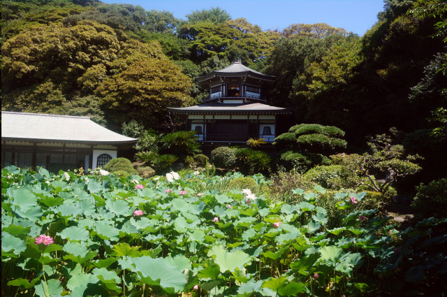 記主庭園の蓮池